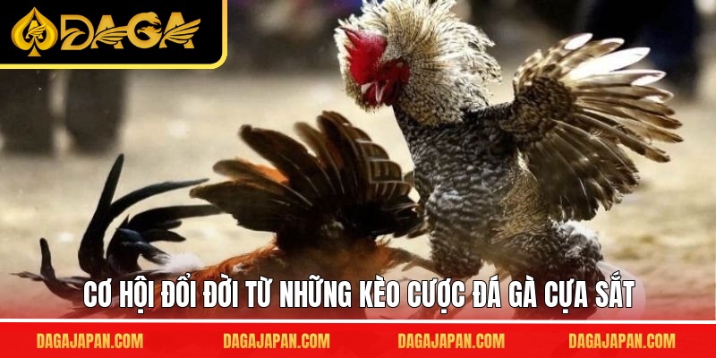 Cơ hội đổi đời từ những kèo cược đá gà cựa sắt