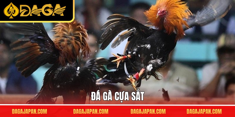 Đá Gà Cựa Sắt - Đỉnh Cao Đối Kháng, Nhận Thưởng Liền Tay