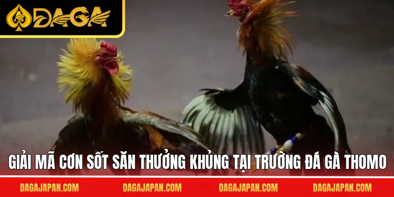 Giải mã cơn sốt săn thưởng khủng tại trường đá gà Thomo