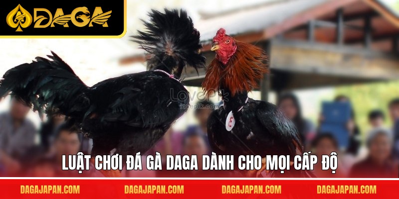 Luật chơi đá gà DAGA dành cho mọi cấp độ