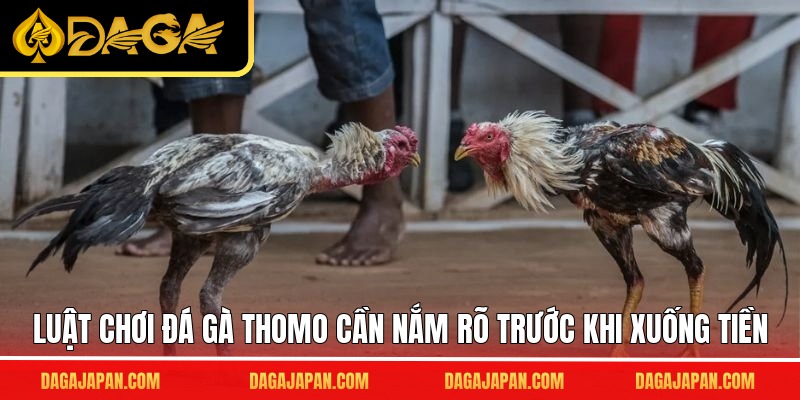 Luật chơi đá gà Thomo cần nắm rõ trước khi xuống tiền