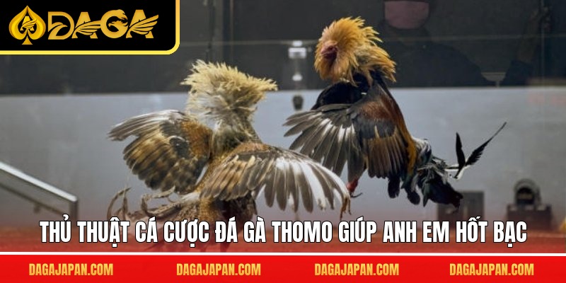 Thủ thuật cá cược đá gà Thomo giúp anh em hốt bạc