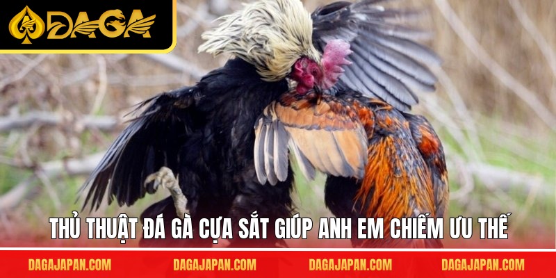 Thủ thuật đá gà cựa sắt giúp anh em chiếm ưu thế