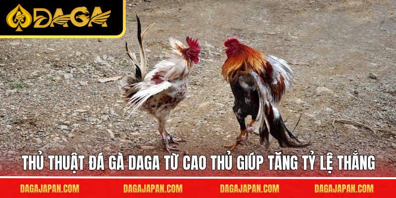 Thủ thuật đá gà DAGA từ cao thủ giúp tăng tỷ lệ thắng